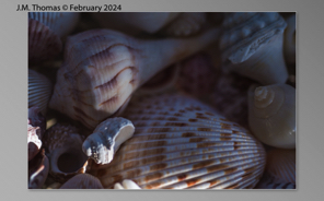 Macro Shells Feb 2024-08.jpg